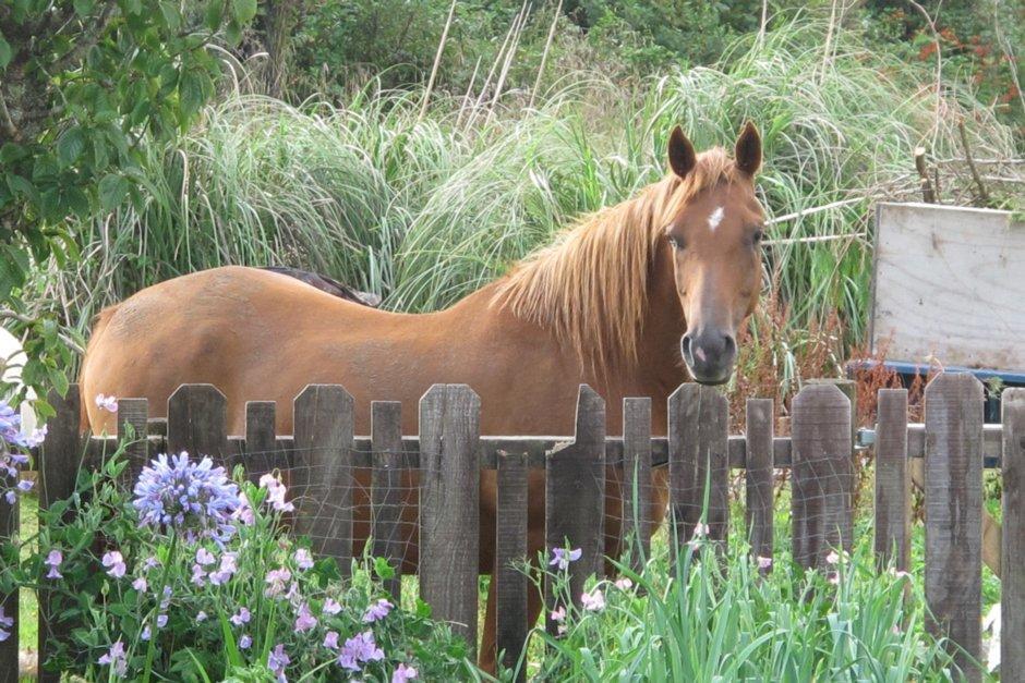 Little Paradise & Petting Farm Greymouth Exterior foto